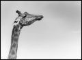 Ma_Girafe.jpeg
