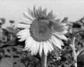Tournesol.jpg