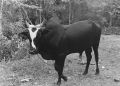 Zebu.jpg
