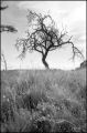 Nom du fichier=arbre_au_puysainte_réparade.jpeg
Taille du fichier=264Ko
Dimensions : 522x786
Ajouté le : 24 Août 2015 arbre_au_puysainte_réparade.jpeg