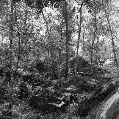 Fontainebleau 26 5 19
Rémy_91 Rolleicord Tmax400
