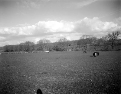Chevaux
