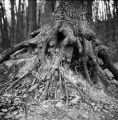 Arbre_Gometz_800.jpg
