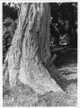 arbre_impudique800.jpg