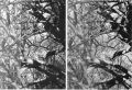 filt_foma_ilford.jpg