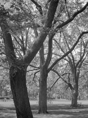 Trois_arbres_007.jpg