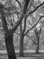 Trois_arbres_007.jpg