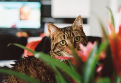 1ère minou 
1ère photo effectuée avec mon om 10. Les couleurs sont un peu ternes mais cela vient de mon scan.
