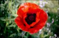 Coquelicot_1.jpg