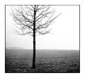 arbre.jpg