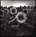 tournesols.jpg