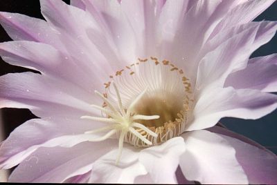 Fleur de cactus
