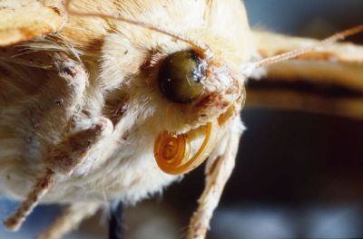 Langue de papillon
