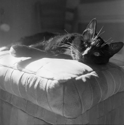 Peinarde
Semflex Standard (Som Berthiot 75mm/4.5), bonnette numéro 1, TriX largement périmée, Rollei Supergrain 1+15
