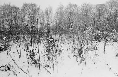 Neige à l'abord de la forêt
Exakta Varex IIa, Flektogon 20mm, Kodak XX
