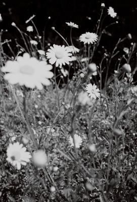 Marguerites
Olympus OM-10, Rollei Retro 80s
