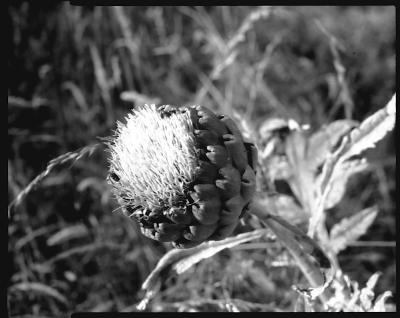 Artichaut en 4x5 sur papier
Chambre Busch Pressman, Symmar 150mm, 2s à f/22 sur papier Ilford MGIV.
