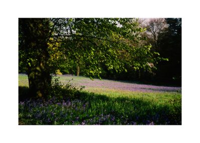 Arbres_et_fleurs_annees_1990_C.jpg