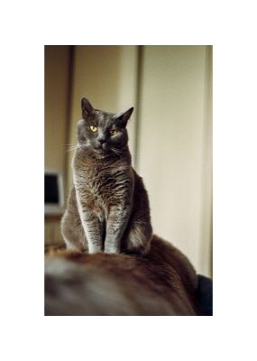 Boris_1995-3_C.jpg