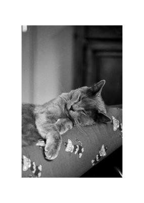 Ilford Delta 400
