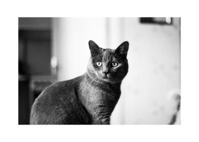 Ilford FP4
