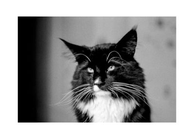 Mots-clés: James Wanted