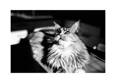 Rollei Retro 400 s
