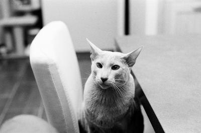 Osiris - Orientale 8 ans Mars 2026
Minolta X500 - Ilford HP5
