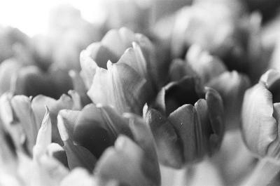 Mars 2026 - Tulipes
Minolta X500 - Ilford HP5
