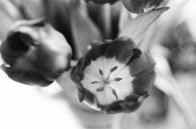 Mars 2026 - Tulipes
Minolta X500 - Ilford HP5
