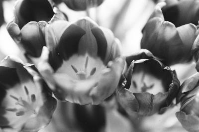 Tulipes Mars 2026
Minolta X500 Ilford Hp5
