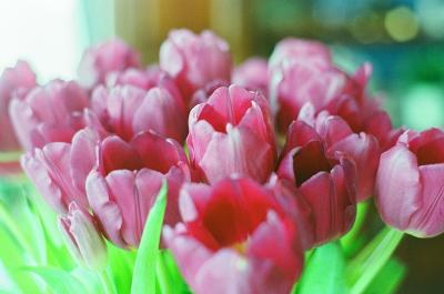 Tulipes - Avril 2026
Minolta X500 - Kodak Gold 400
