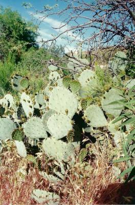 ça pique
Apache Trail Avril 1993 - Minox 35GT + Kodak Gold100
