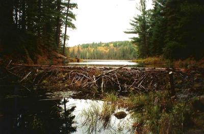 Barrage Castors Parc Algonquin
