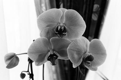 Orchidées
Août 2025 - Minolta X300 - Kentemere 100
