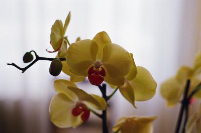 Orchidées
Avril 2026 - Minolta X500 - Kodak Gold 400
Mots-clés: Orchidées