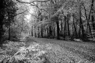 Sous Bois en Forêt de Laigue (Oise)
Minolta X500 Ilford XP2 Novembre 2025
Mots-clés: Sous Boisd Forêt de Laigue (Oise) Novembre 2025