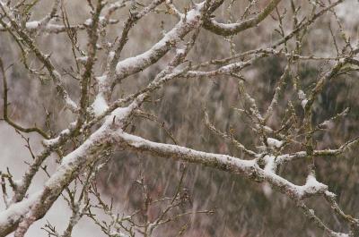 Première neige 2026 en Ile de France
Minolta X500 Kodak Gold 200
