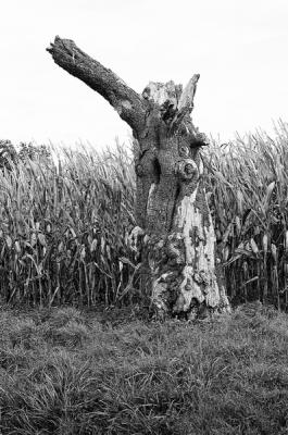 Mots-clés: Route de Viarmes - Saint Martin du Tertre - Septembre 2025