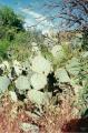 199304-Apache-Trail-Cactus.jpg