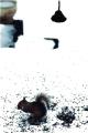 199304_Chatam_Squirrel.jpg