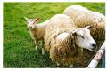 200105_Bretagne_Famille_Ovine-Fujicolor200.jpg