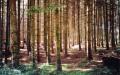 200107_Sous_bois_jurassien_Konica_Centuria200.jpg