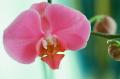 202604_Orchidees_28129.jpg